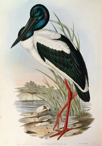 Kuvitus John Gouldin teoksesta "Australian linnut", joka edustaa mustakaulahaikaraa Ephippiorhynchus asiaticusta, tekijältä John Gould