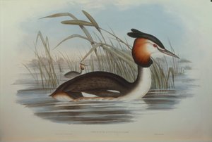 Kuvitus John Gouldin teoksesta "Australian linnut", joka edustaa eteläharjakurkkua Podiceps cristatus australis, kirjoittanut Oscar Dressler tekijältä John Gould