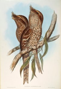 Kuvitus John Gouldin teoksesta "Australian linnut", joka edustaa Tawny Frogmouth Podargus strigoidesia, kirjoittanut Oscar Dressler tekijältä John Gould