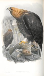 Kuva Aquila Chrysaetos (Golden Eagle) tekijältä John Gould