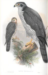 Kuva Astur Palumbarius (Goshawk) tekijältä John Gould