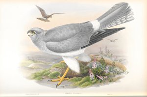 Kuva Circus Cyaneuksesta (Hen Harrier) tekijältä John Gould