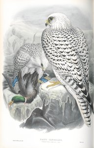 Kuva Falco Candicansista (Greenland Falcon Dark Race) tekijältä John Gould