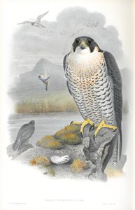 Kuva Falco Peregrinusista (Peregrine Falcon) tekijältä John Gould