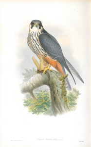 Kuva Falco Subbuteosta (harrastus) tekijältä John Gould