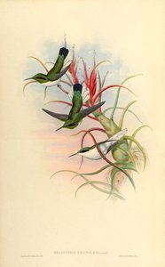 Kuva Heliothrix phaïnolæmasta (= Heliothryx auritus phainolaemus) (kolibri) Tillandsia bulbosa (bromeliad) tekijältä John Gould