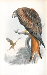 Kuva Milvus Regalisista (leija; Gilead) tekijältä John Gould