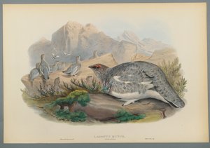 Lagopus Mutus, Autumn Plumage: Common Ptarmigan (värillinen lito kudospaperilla) tekijältä John Gould