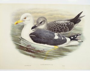 Pieni mustaselkälokki (Larus fuscus), kuva tekijältä John Gould