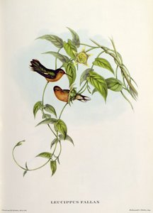 Leucippus Fallax tekijältä John Gould
