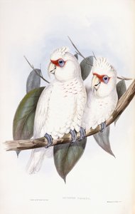 Pitkänokkainen kakadu tekijältä John Gould