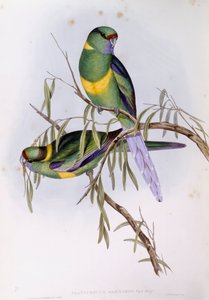 Mallee ringneck (Platycercus tai Barnardius barnardi), kaiverrus John Gould tekijältä John Gould