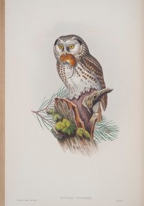Nyctale Tengmalmi, John Gouldin The Birds of Great Britain -levy, julkaistu 1862-73 (käsinvärinen lito) tekijältä John Gould