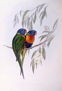Koristeellinen lorikka (Trichoglossus ornatus), kaiverrus John Gould tekijältä John Gould