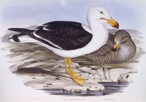 Tyynenmeren lokki (Larus pacificus), kaiverrus John Gould tekijältä John Gould