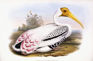 Maalattu Stork tekijältä John Gould