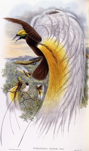 Paradisaea Minor tekijältä John Gould
