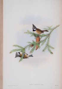 Parus Cristatus, lautanen John Gouldin teoksesta The Birds of Great Britain, julkaistu 1862-73 (käsinvärinen lito)