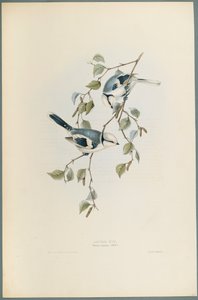 Parus Cyanus: Azure Tit (värinen lito kudospaperilla) tekijältä John Gould