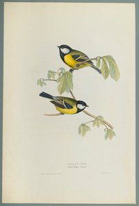 Parus Major: Talitiainen (värinen lito kudospaperilla) tekijältä John Gould