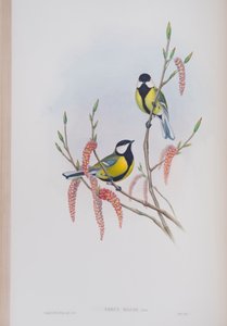 Parus Major, levy julkaisusta The Birds of Great Britain, kirjoittanut John Gould, julkaistu 1862-73 (käsinvärinen lito) tekijältä John Gould