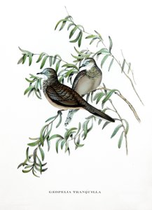 Rauhallinen kyyhkynen, Australian lintuja, kaiverrus John Gouldin (1804-1881) kirjasta "Tropical Birds" (Trooppiset linnut). tekijältä John Gould