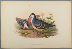 Philogoenas Cruenta (värinen lito kudospaperilla) tekijältä John Gould