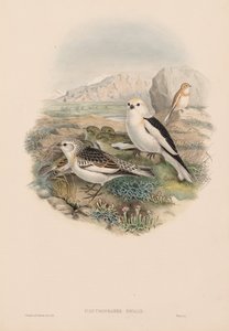 Plestrophanes Nivalis tekijältä John Gould