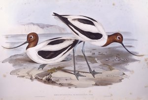 Punakaulainen avocet (Recurvirostra novaehollandiae), kaiverrus John Gould tekijältä John Gould