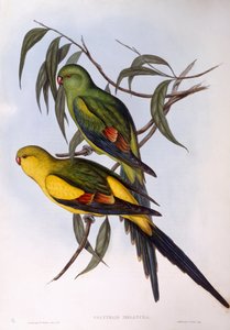 Regent papukaija (Polytelis anthopeplus), kaiverrus John Gould tekijältä John Gould