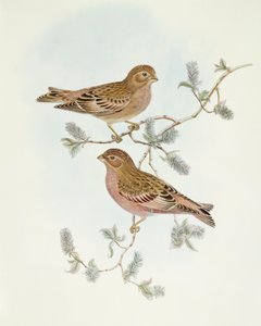 Rosy Finch (Erythrospiza incarnata), kaiverrus John Gould tekijältä John Gould