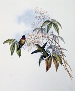 Rubiinikurkkukolibri (Archilochus colubris), kaiverrus Monografiasta Trochilidae or Humming Birds (1849-1861), John Gould (1804-1881), Yhdistynyt kuningaskunta