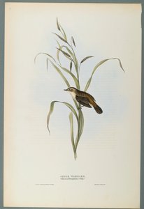 Salicaria Phragmatis: Sarikirkko (värillinen lito kudospaperilla) tekijältä John Gould