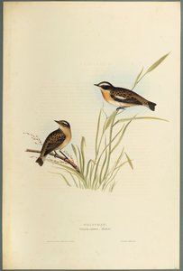Saxicola Rubetra - Whinchat (värillinen lito kudospaperilla) tekijältä John Gould