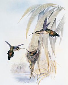 Suomalainen erakko (Phaethornis eurynome), kaiverrus Monografiasta Trochilidae or Humming Birds (1849-1861), kirjoittanut John Gould (1804-1881), Yhdistynyt kuningaskunta tekijältä John Gould