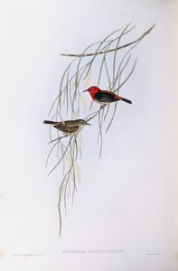Scarlet myzomela (Myzomela sanguinolenta), kaiverrus John Gould tekijältä John Gould
