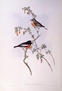 Scarlet robin (Petroica monivärinen), kaiverrus John Gould tekijältä John Gould