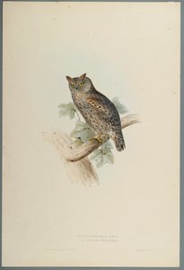 Scops Aldrovandi - Scops Eared Owl (värillinen lito kudospaperilla) tekijältä John Gould