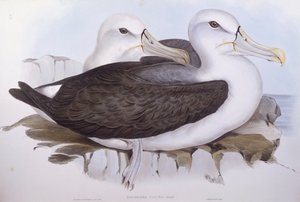 Ujo albatrossi (Diomedea o Thalassarche cauta), kaiverrus John Gould tekijältä John Gould