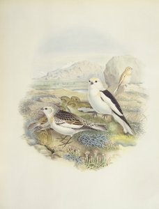 Lumisirkku (Plectrophenax nivalis), kuva tekijältä John Gould