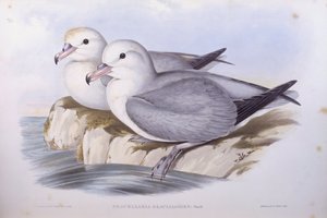 Eteläinen fulmar (Fulmarus glacialoides), kaiverrus John Gould tekijältä John Gould