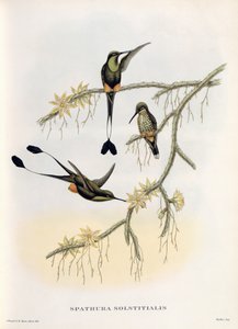 Spathura Solstitialis tekijältä John Gould