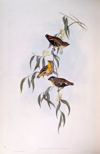 Täplikäs pardalote (Pardalotus punctatus), kaiverrus John Gould tekijältä John Gould