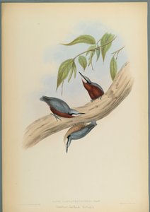 Stila Castaneoventris, Chestnut Bellied Nuthatch (värillinen lito kudottu paperilla) tekijältä John Gould
