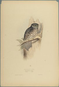 Strix Pafsernia - Noctua (värinen lito kudospaperilla) tekijältä John Gould