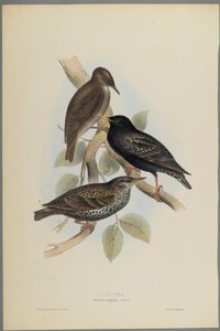 Sturnus Vulgaris - Starling (värillinen lito kudospaperilla)