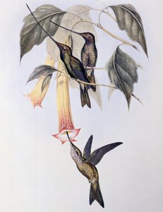 Miekkanokka-koliri (Docimastes ensiferus) tekijältä John Gould