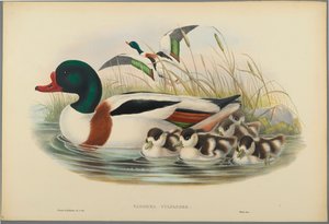 Tadorna Vulpanser: Sheldrake (värillinen lito kudospaperilla) tekijältä John Gould