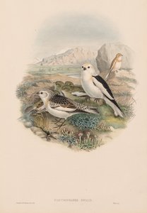 Ison-Britannian linnut: Plestrophanes nivalis. tekijältä John Gould
