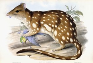 Tiger Quoll tekijältä John Gould